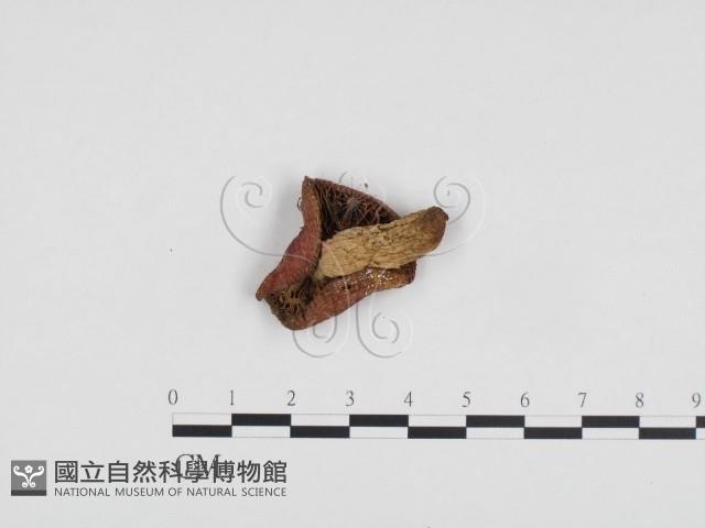 紅菇屬藏品圖，第3張