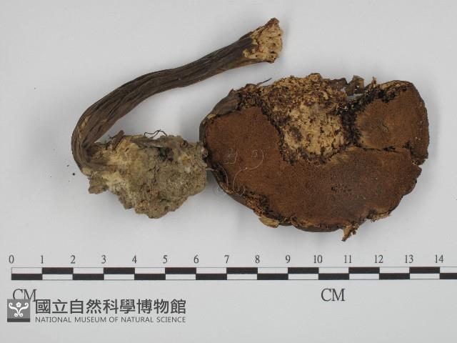 登錄號:F0004413藏品圖，第3張