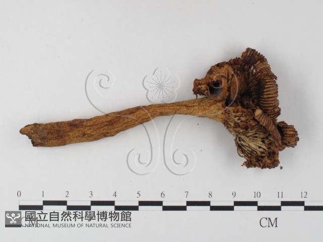 登錄號:F0014413藏品圖，第3張