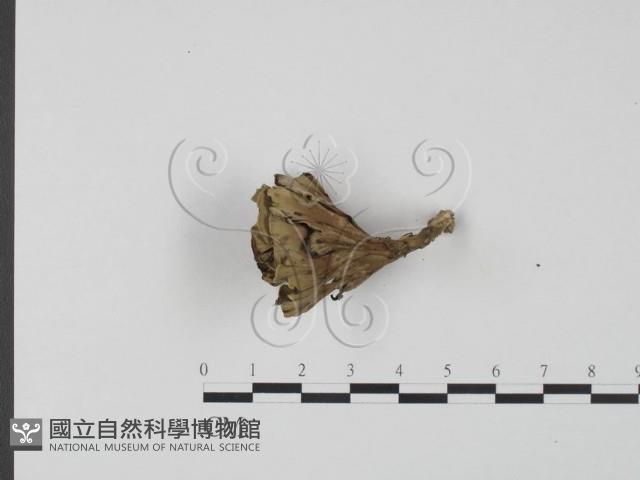 棕色革菌藏品圖，第3張