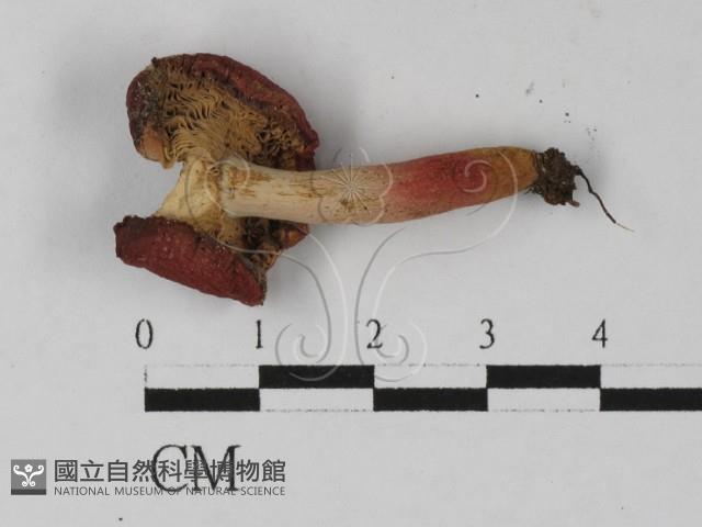 紅菇屬藏品圖，第3張
