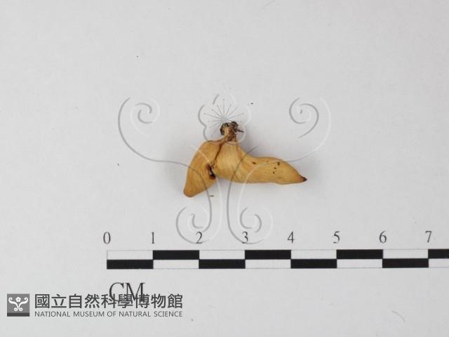 多孔菌屬藏品圖，第3張