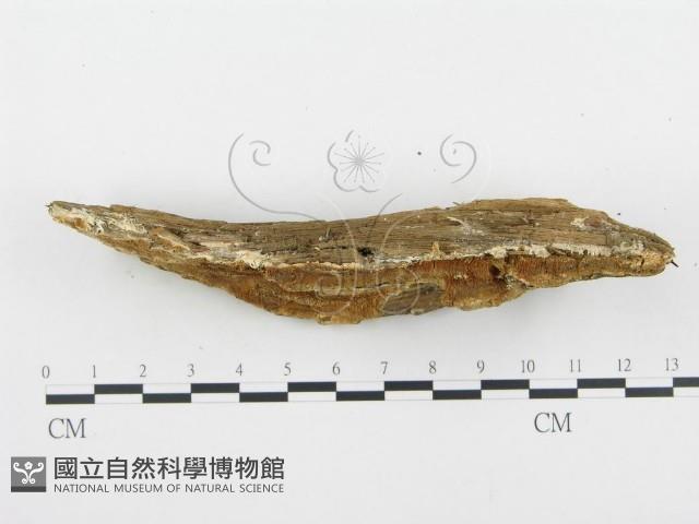 登錄號:F0009413藏品圖，第3張