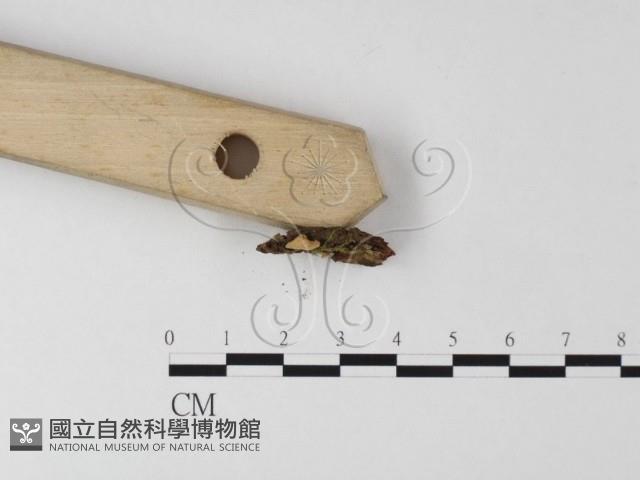 登錄號:F0013413藏品圖，第3張