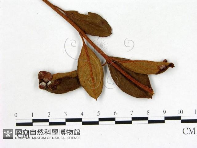 登錄號:F0020713藏品圖，第3張