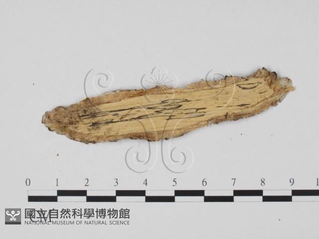 登錄號:F0011713藏品圖，第3張