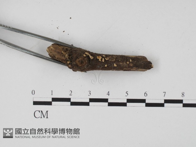 登錄號:F0004713藏品圖，第3張