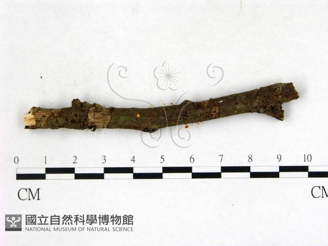 登錄號:F0022713藏品圖，第3張