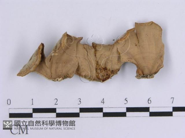 韌革菌屬藏品圖，第3張