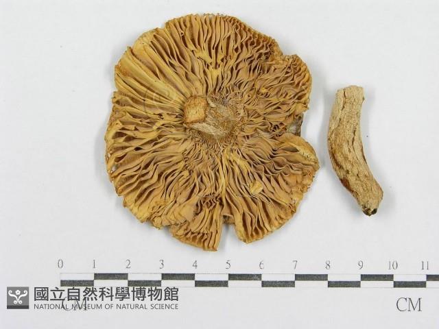 紅菇屬藏品圖，第3張