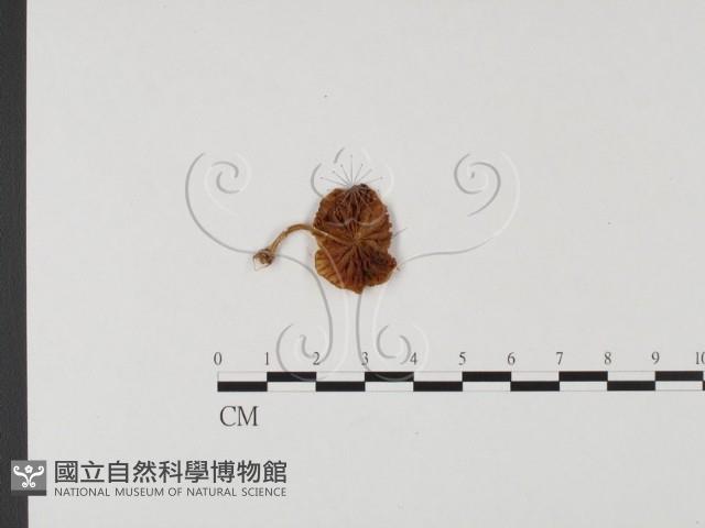 登錄號:F0025713藏品圖，第3張