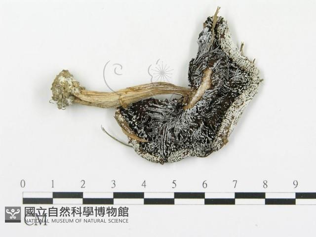 傘菌屬藏品圖，第3張