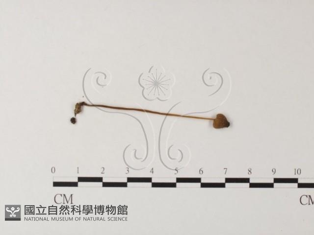 小菇屬藏品圖，第3張