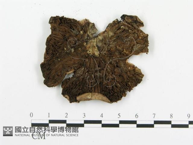 傘菌屬藏品圖，第3張