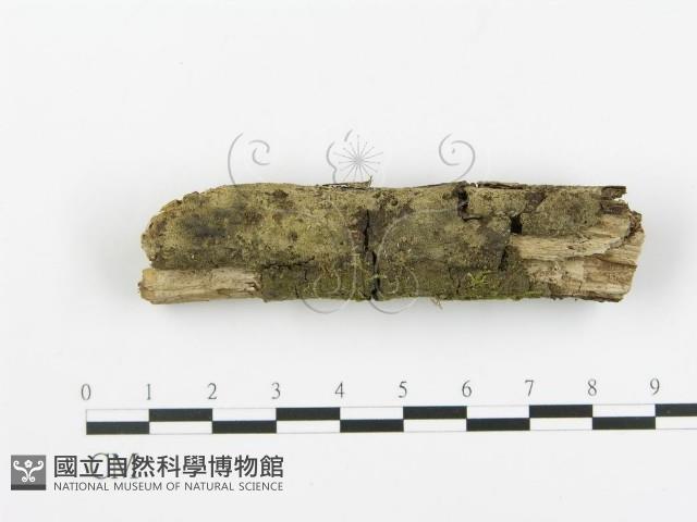 登錄號:F0013713藏品圖，第3張