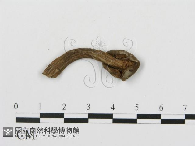 登錄號:F0008513藏品圖，第3張