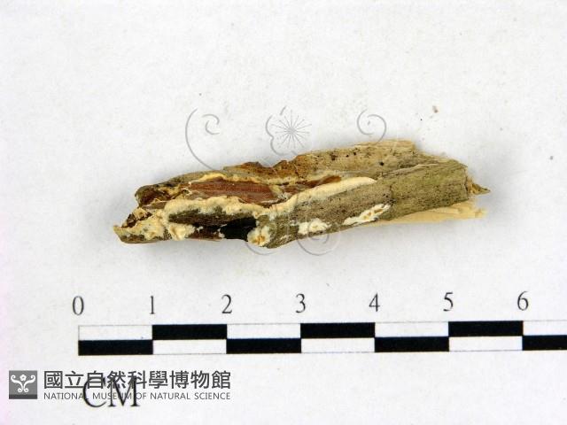 登錄號:F0020513藏品圖，第3張