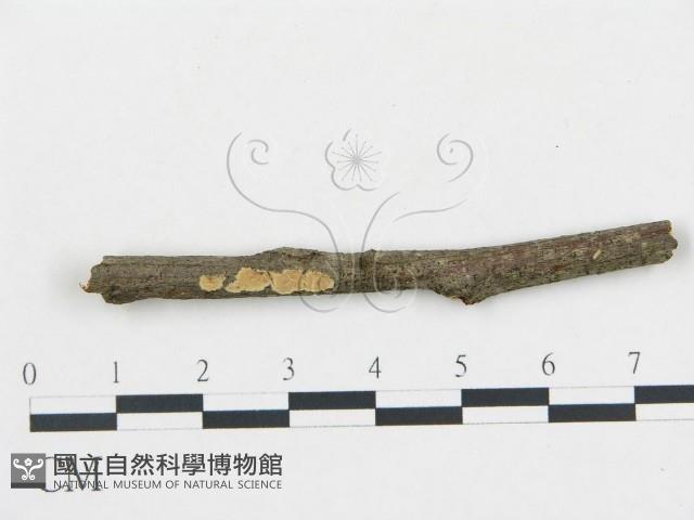 登錄號:F0000513藏品圖，第3張
