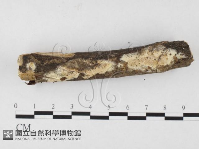 登錄號:F0026513藏品圖，第3張