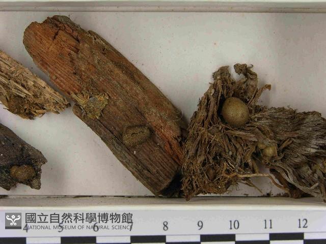 登錄號:F0021513藏品圖，第3張