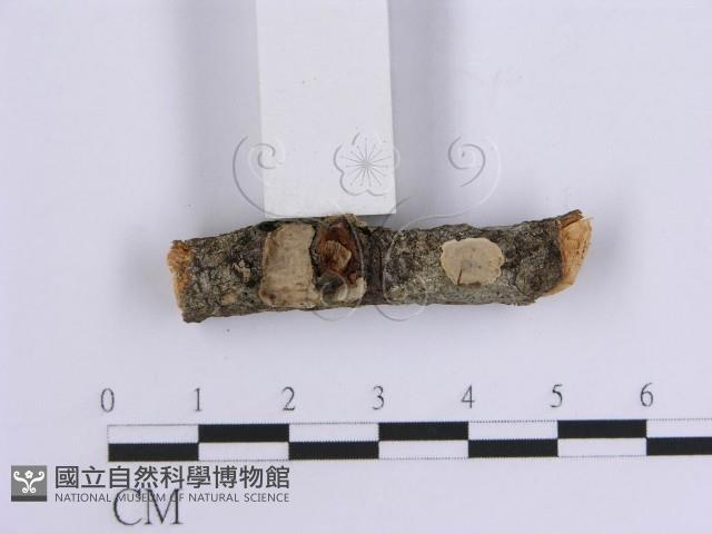韌革菌屬藏品圖，第3張