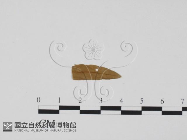 登錄號:F0011513藏品圖，第3張