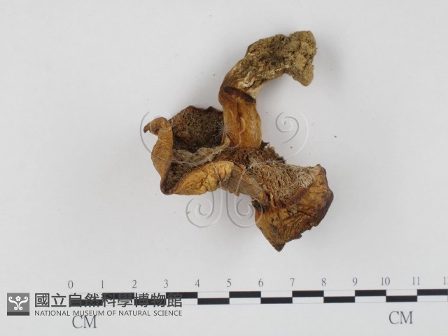 登錄號:F0024513藏品圖，第3張