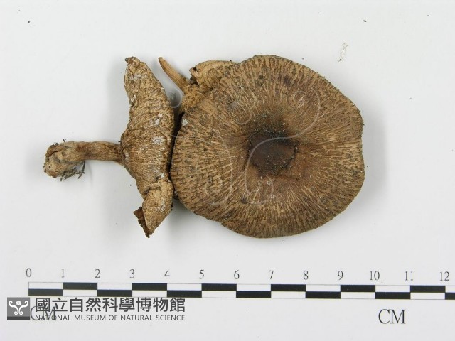 細鱗蘑菇藏品圖，第3張