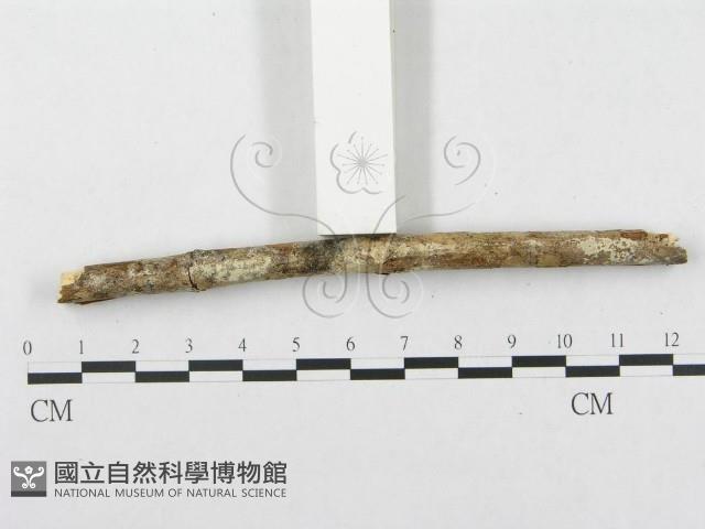 登錄號:F0002513藏品圖，第3張