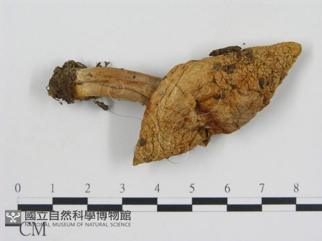 登錄號:F0012513藏品圖，第3張