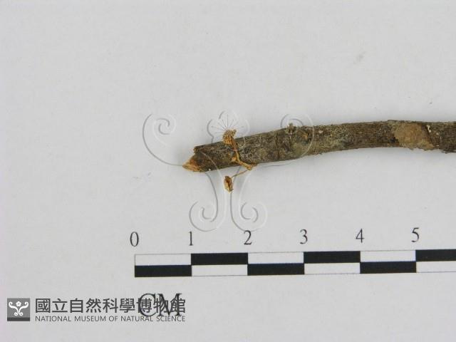 小菇屬藏品圖，第3張