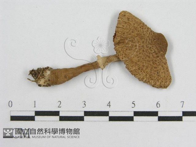 登錄號:F0005513藏品圖，第3張