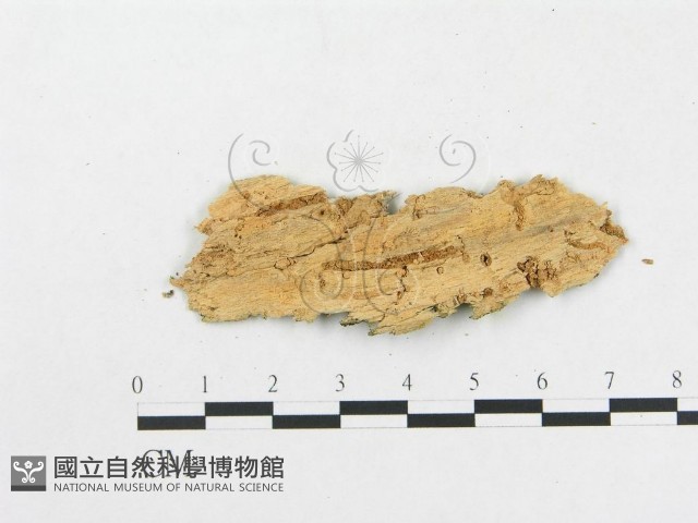 樹脂殼菌屬藏品圖，第3張
