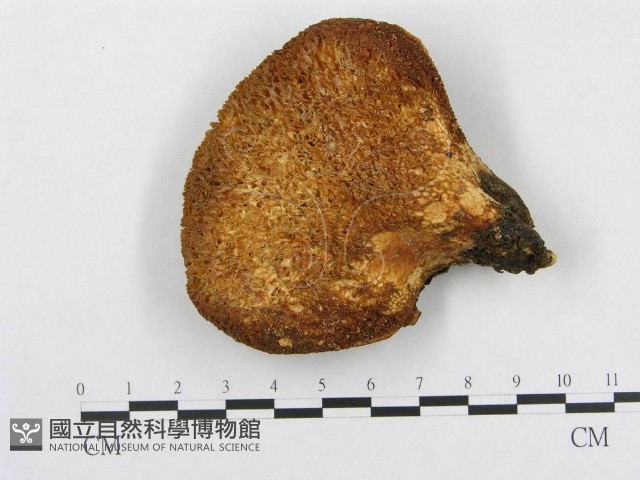 寬鱗多孔菌藏品圖，第3張