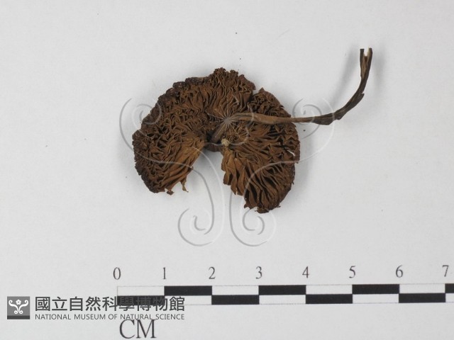 登錄號:F0023513藏品圖，第3張