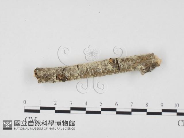 登錄號:F0000113藏品圖，第3張