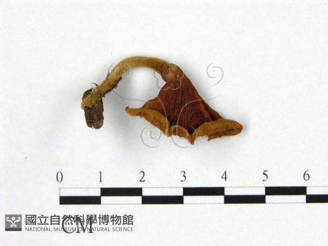 登錄號:F0010113藏品圖，第3張