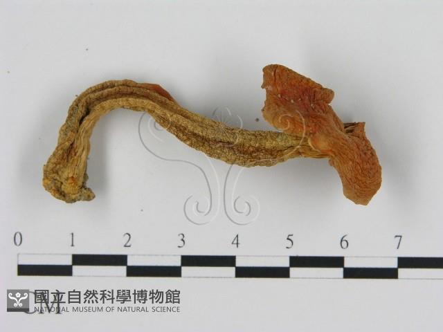 登錄號:F0016113藏品圖，第3張