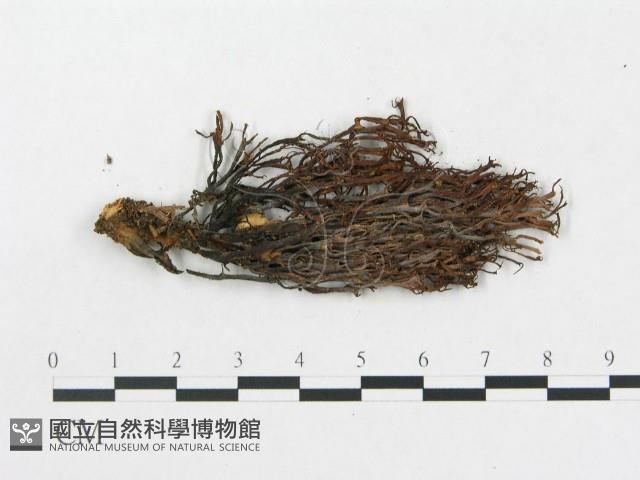 登錄號:F0001113藏品圖，第3張