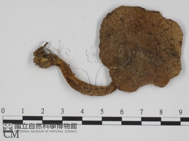 登錄號:F0011113藏品圖，第3張