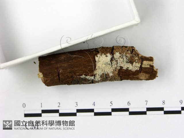 登錄號:F0022113藏品圖，第3張