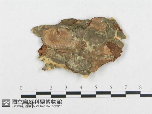 登錄號:F0007113藏品圖，第3張