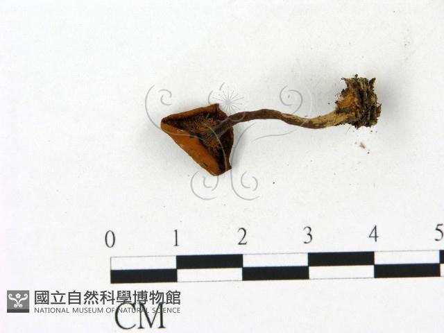 登錄號:F0023113藏品圖，第3張