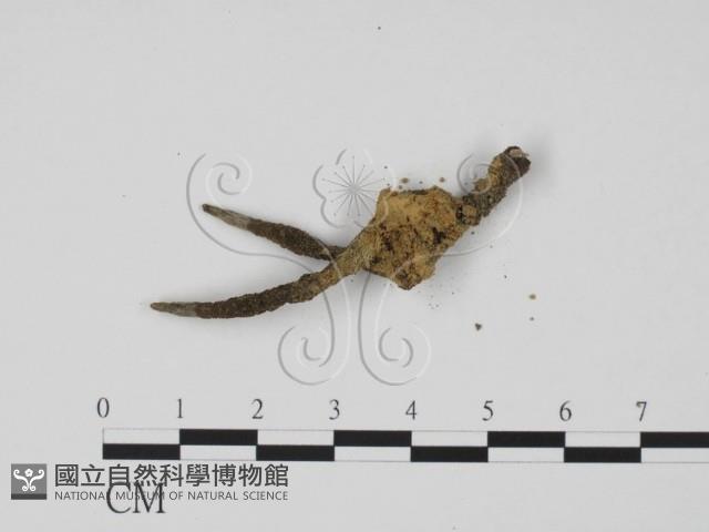 炭角菌屬藏品圖，第3張