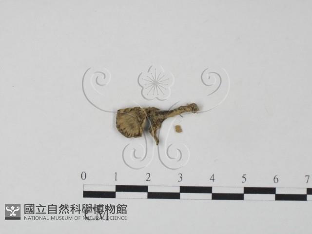 棕色革菌藏品圖，第3張
