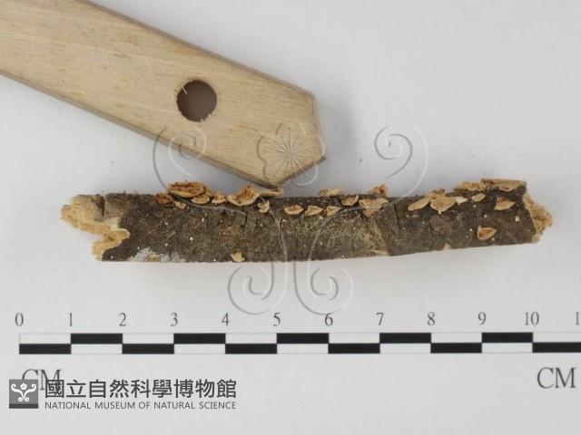 登錄號:F0010013藏品圖，第3張