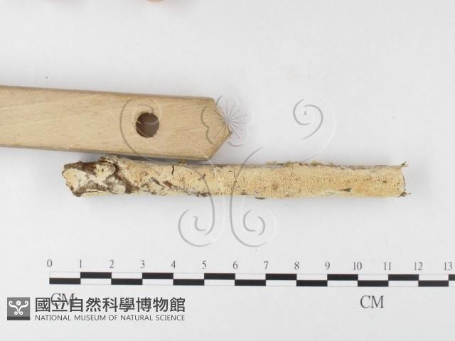 登錄號:F0026013藏品圖，第3張