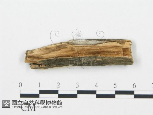 登錄號:F0006013藏品圖，第3張