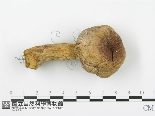 登錄號:F0016013藏品圖，第3張