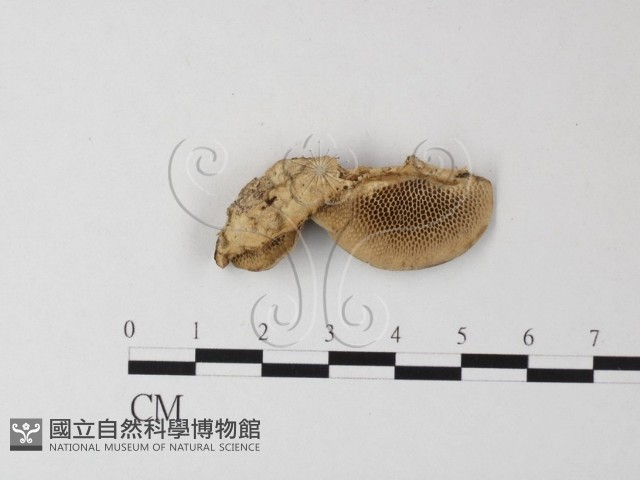 登錄號:F0024013藏品圖，第3張